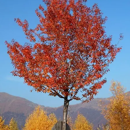 A Suli Nyaraló